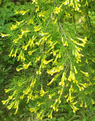 Čimišník stromový 'Lorbergii' - Caragana arborescens 'Lorbergii'