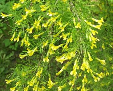 Čimišník stromový 'Lorbergii'