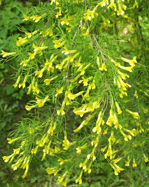 Čimišník stromový 'Lorbergii' - Caragana arborescens 'Lorbergii'