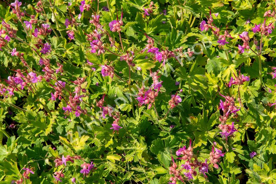 Kakost oddenkatý - Geranium macrorrhizum