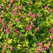 Kakost oddenkatý - Geranium macrorrhizum