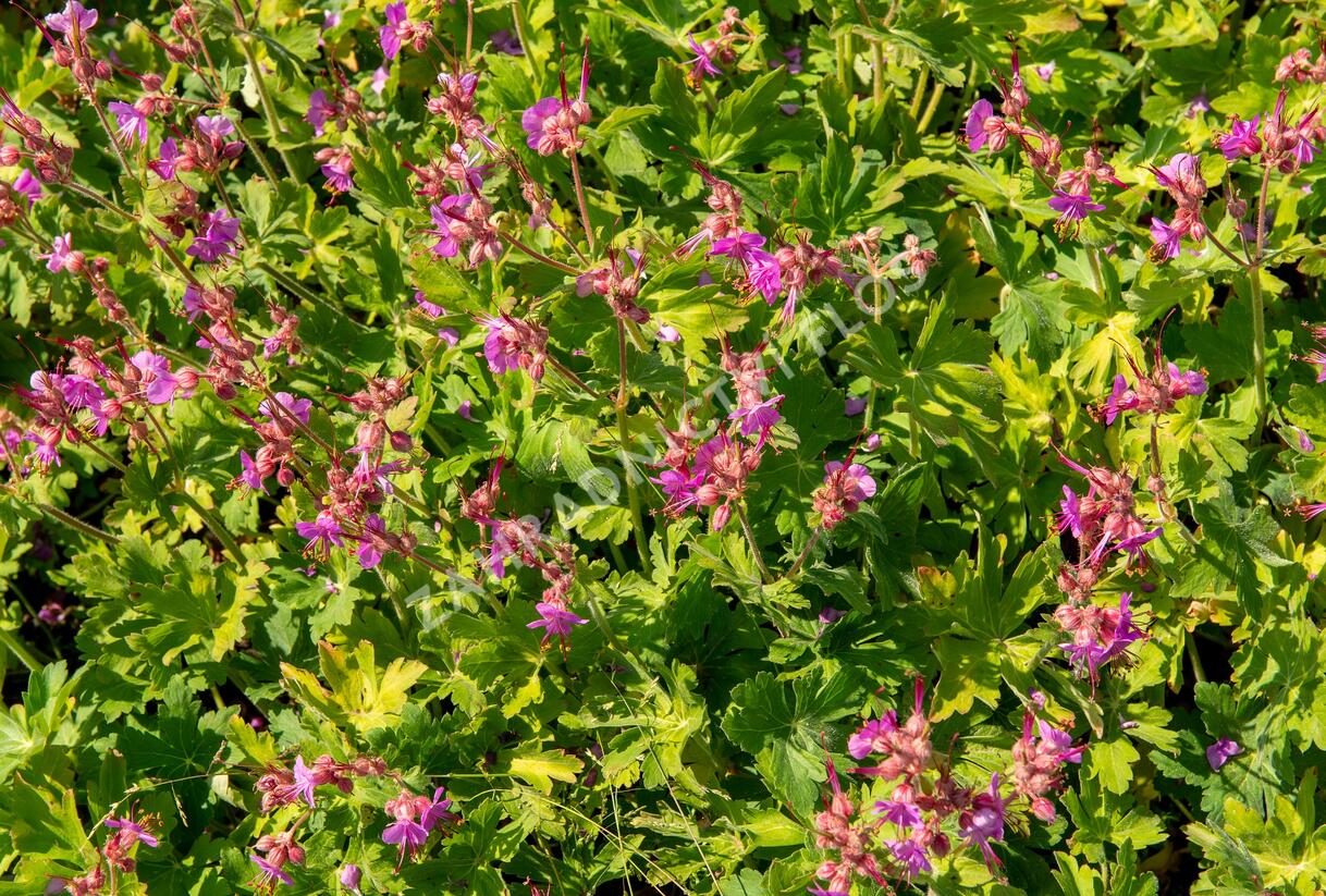 Kakost oddenkatý - Geranium macrorrhizum