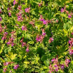 Kakost oddenkatý - Geranium macrorrhizum