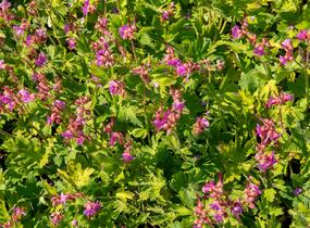 Kakost oddenkatý - Geranium macrorrhizum