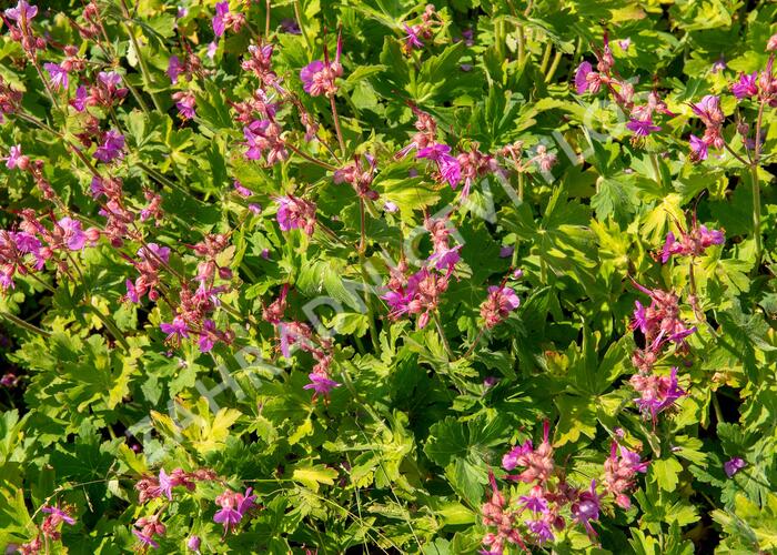 Kakost oddenkatý - Geranium macrorrhizum