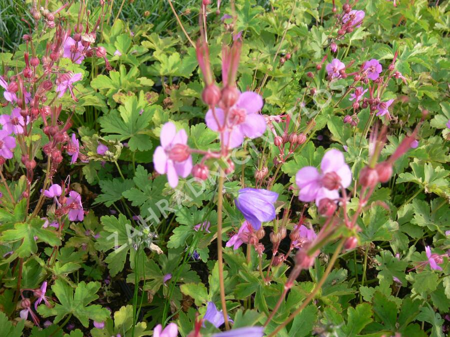 Kakost oddenkatý - Geranium macrorrhizum