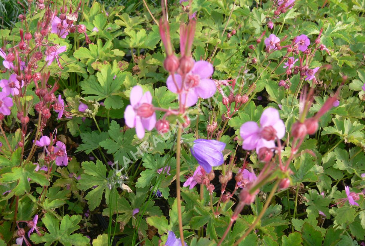 Kakost oddenkatý - Geranium macrorrhizum