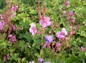 Kakost oddenkatý - Geranium macrorrhizum
