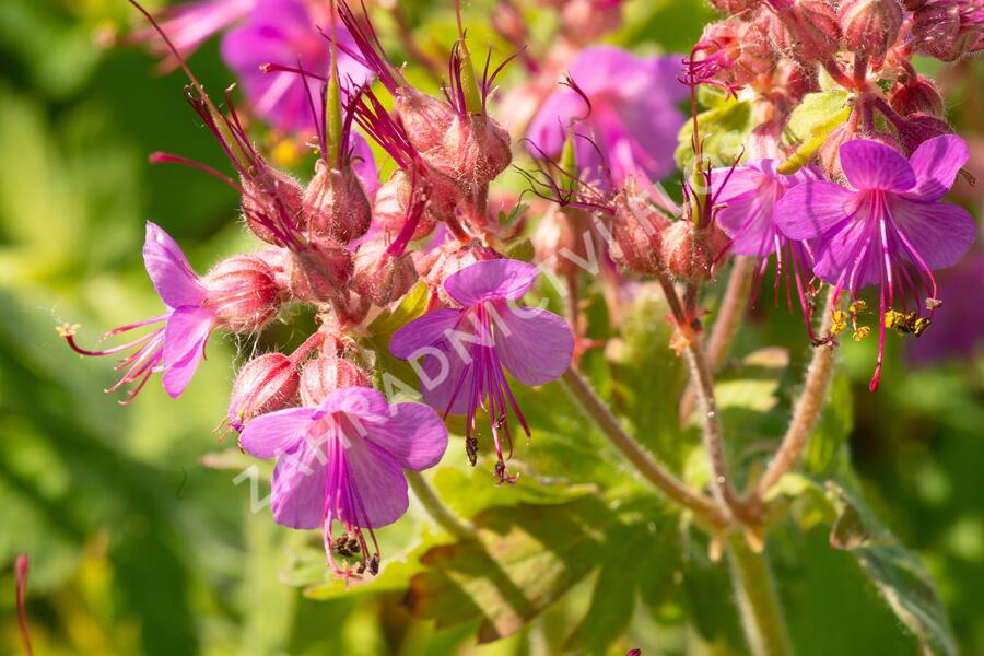 Kakost oddenkatý - Geranium macrorrhizum