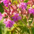 Kakost oddenkatý - Geranium macrorrhizum
