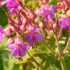 Kakost oddenkatý - Geranium macrorrhizum