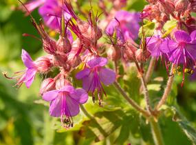 Kakost oddenkatý - Geranium macrorrhizum