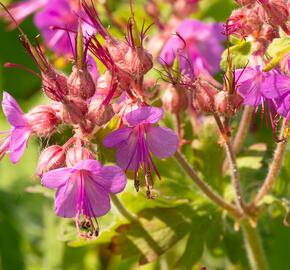 Kakost oddenkatý - Geranium macrorrhizum