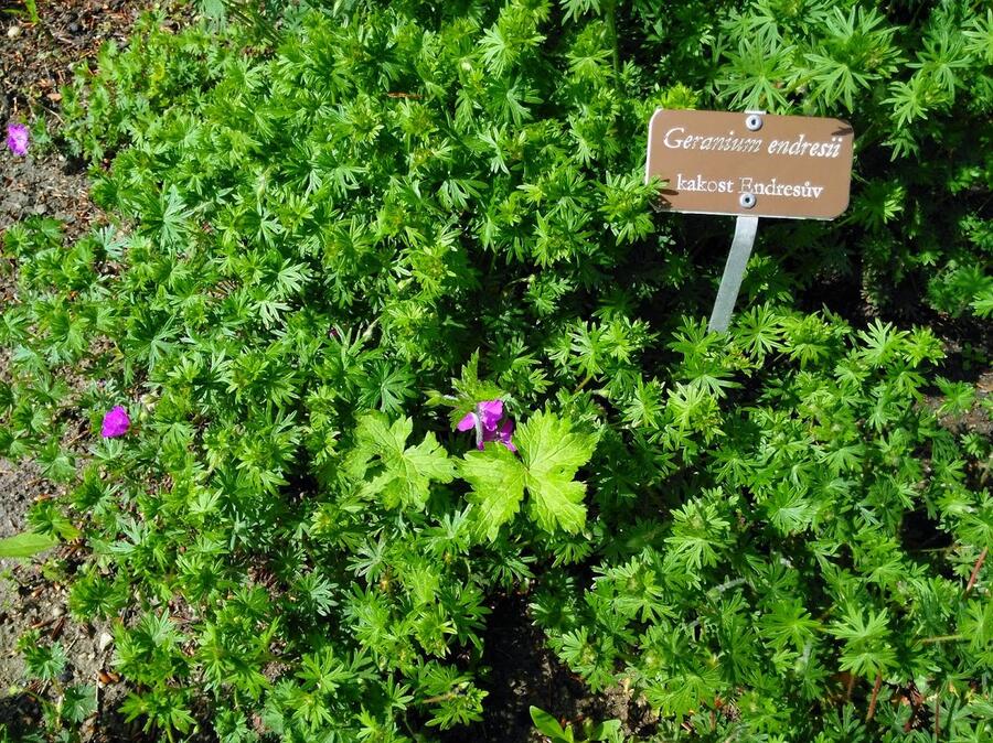 Kakost Endressův - Geranium endressii