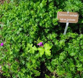 Kakost Endressův - Geranium endressii