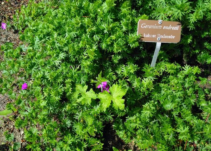Kakost Endressův - Geranium endressii