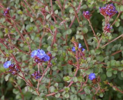 Olověnec Griffithův - Ceratostigma griffithii