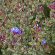 Olověnec Griffithův - Ceratostigma griffithii