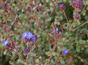 Olověnec Griffithův - Ceratostigma griffithii