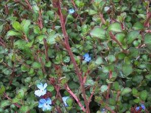 Olověnec Griffithův - Ceratostigma griffithii