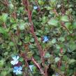 Olověnec Griffithův - Ceratostigma griffithii