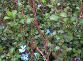 Olověnec Griffithův - Ceratostigma griffithii