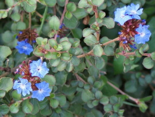 Olověnec Griffithův - Ceratostigma griffithii
