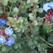 Olověnec Griffithův - Ceratostigma griffithii