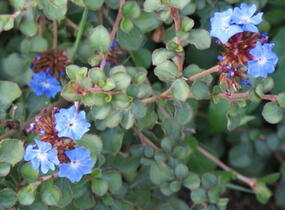 Olověnec Griffithův - Ceratostigma griffithii