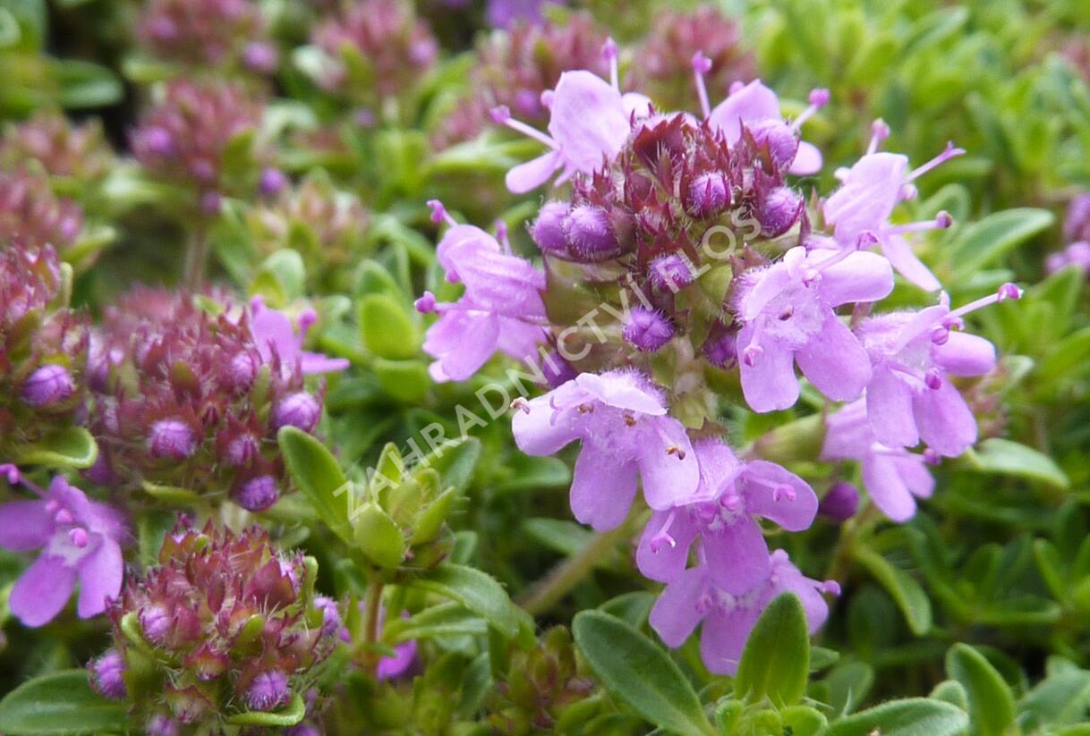 Mateřídouška časná 'Minor' - Thymus praecox 'Minor'