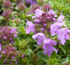 Mateřídouška časná 'Minor' - Thymus praecox 'Minor'