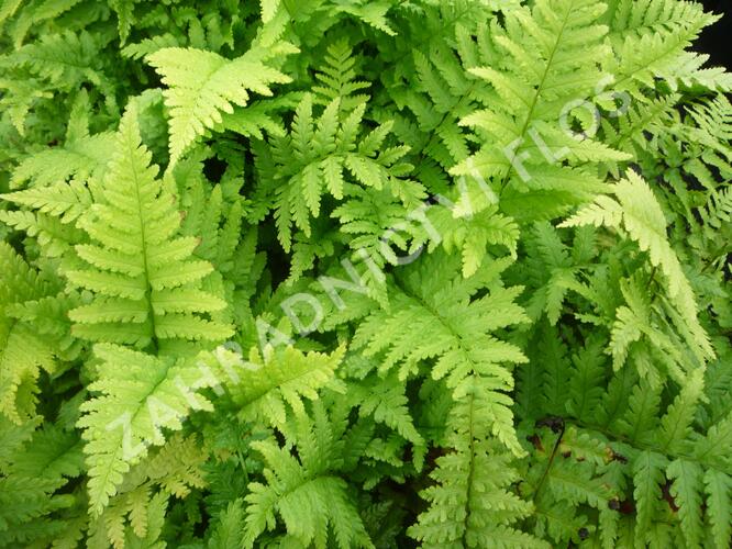 Kapraď samec 'Mexica' - Dryopteris filix-mas 'Mexica'