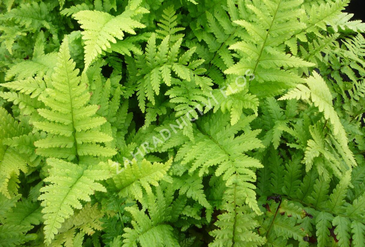 Kapraď samec 'Mexica' - Dryopteris filix-mas 'Mexica'