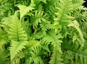 Kapraď samec 'Mexica' - Dryopteris filix-mas 'Mexica'