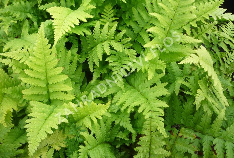 Kapraď samec 'Mexica' - Dryopteris filix-mas 'Mexica'