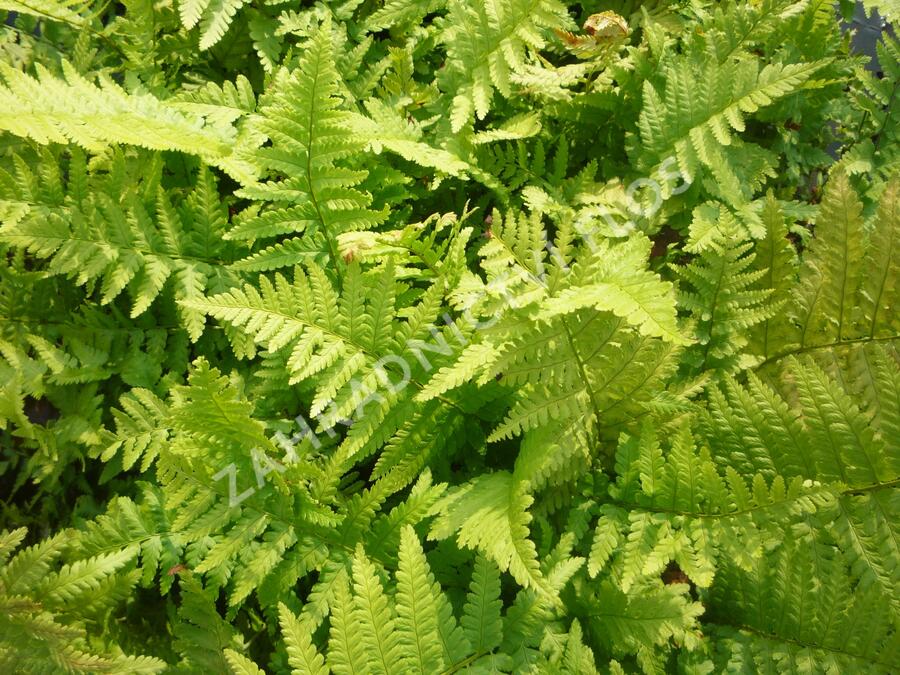 Kapraď samec 'Mexica' - Dryopteris filix-mas 'Mexica'