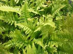 Kapraď samec 'Mexica' - Dryopteris filix-mas 'Mexica'