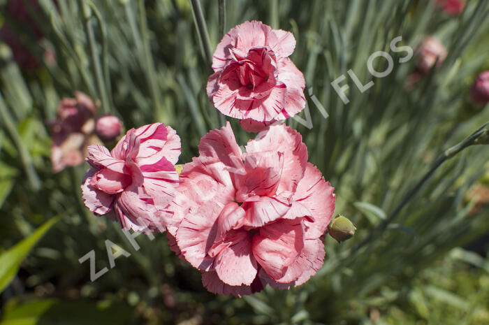 Hvozdík 'Helen' - Dianthus allwoodii 'Helen'