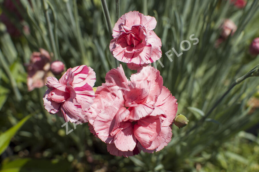 Hvozdík 'Helen' - Dianthus allwoodii 'Helen'