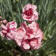 Hvozdík 'Helen' - Dianthus allwoodii 'Helen'