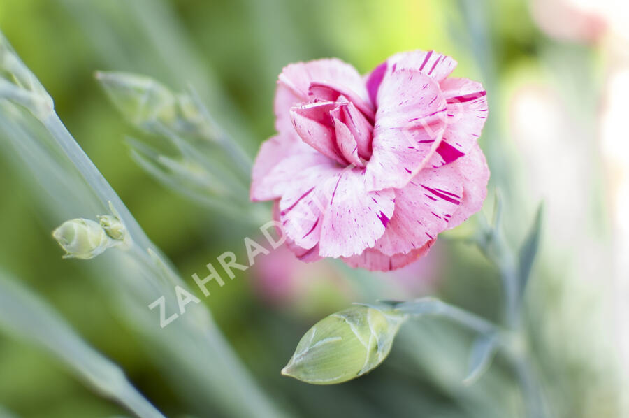 Hvozdík 'Helen' - Dianthus allwoodii 'Helen'