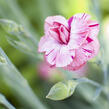 Hvozdík 'Helen' - Dianthus allwoodii 'Helen'