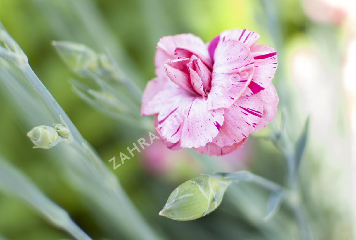 Hvozdík 'Helen' - Dianthus allwoodii 'Helen'