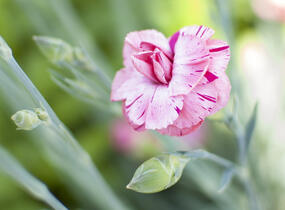 Hvozdík 'Helen' - Dianthus allwoodii 'Helen'