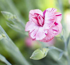 Hvozdík 'Helen' - Dianthus allwoodii 'Helen'