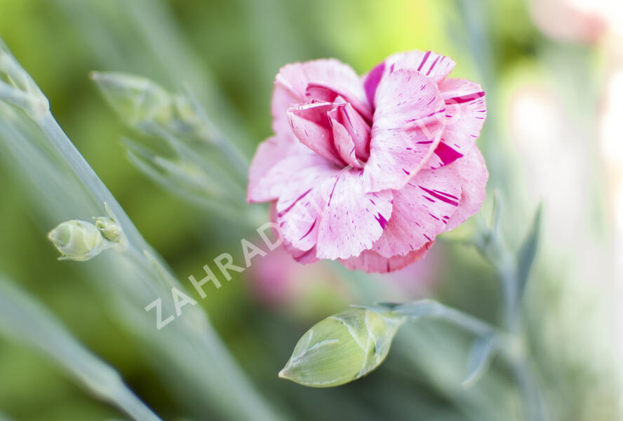 Hvozdík 'Helen' - Dianthus allwoodii 'Helen'