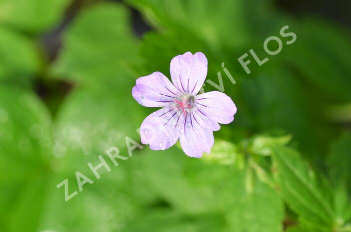 Kakost uzlinkatý - Geranium nodosum