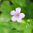 Kakost uzlinkatý - Geranium nodosum