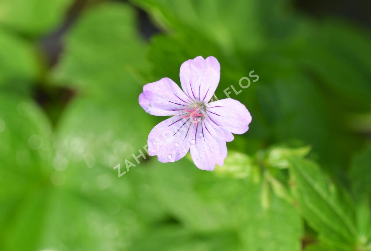 Kakost uzlinkatý - Geranium nodosum