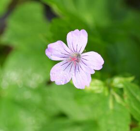 Kakost uzlinkatý - Geranium nodosum